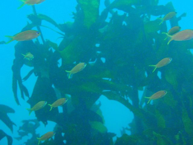 http://www.aquamarine-dive.net/blog/index.html/2012/10/15/PA133195_1.jpg