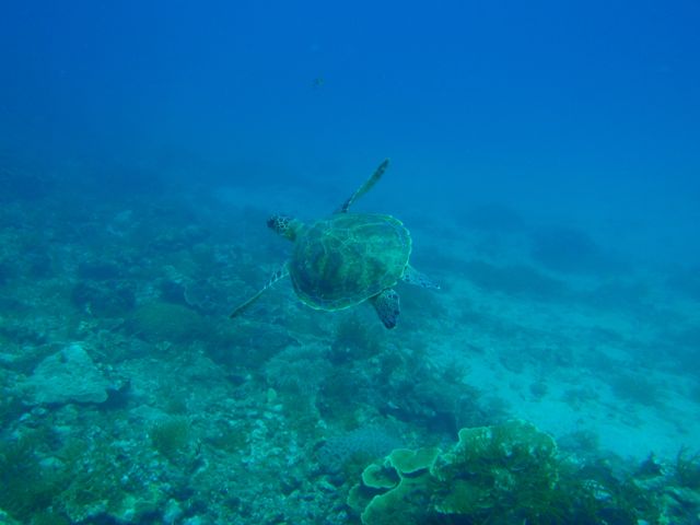 http://www.aquamarine-dive.net/blog/index.html/2012/12/06/P7151872.jpg