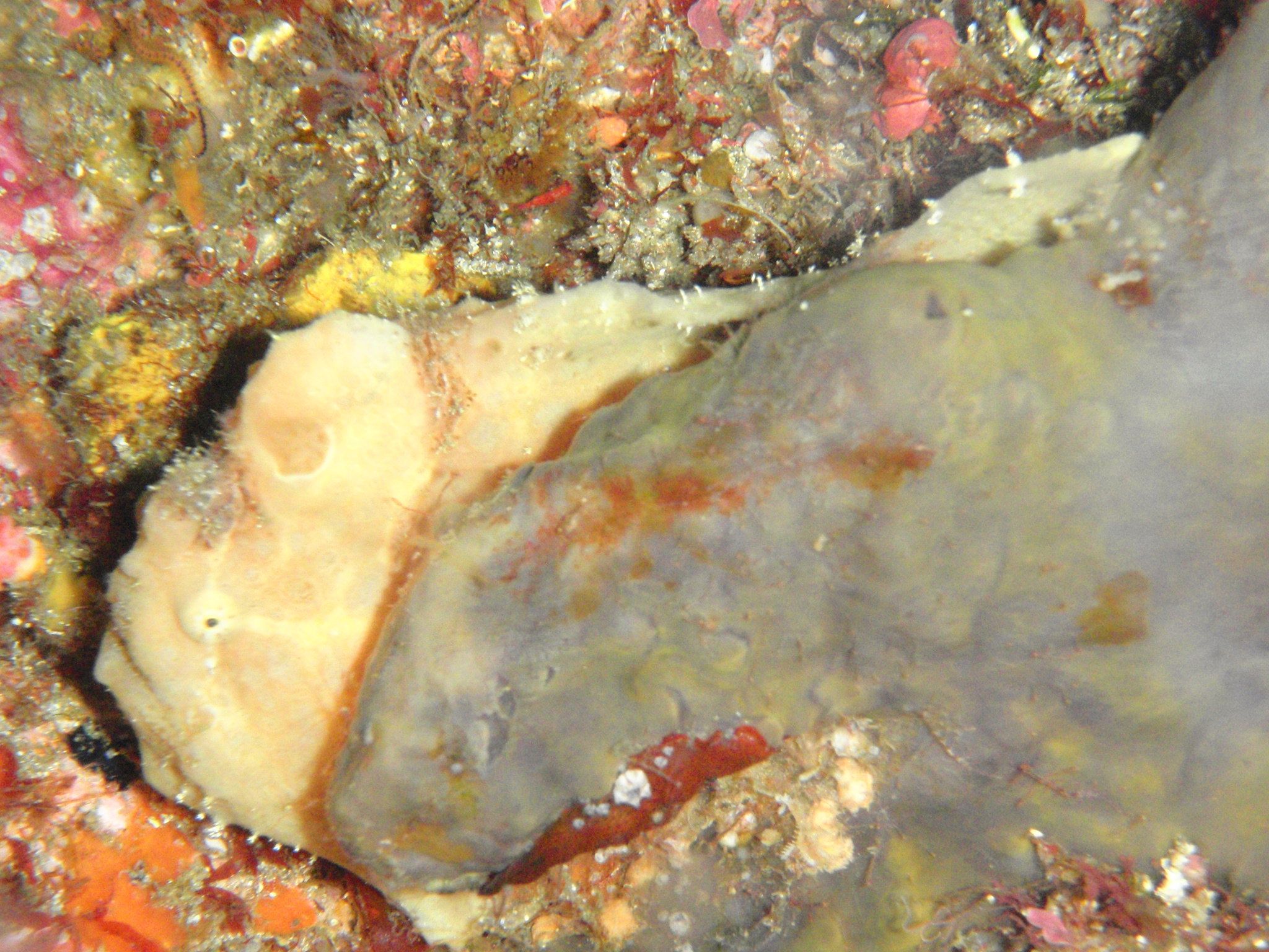 http://www.aquamarine-dive.net/blog/index.html/2013/05/06/P5053205.jpg