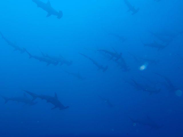 http://www.aquamarine-dive.net/blog/index.html/2013/08/08/P8073232.jpg