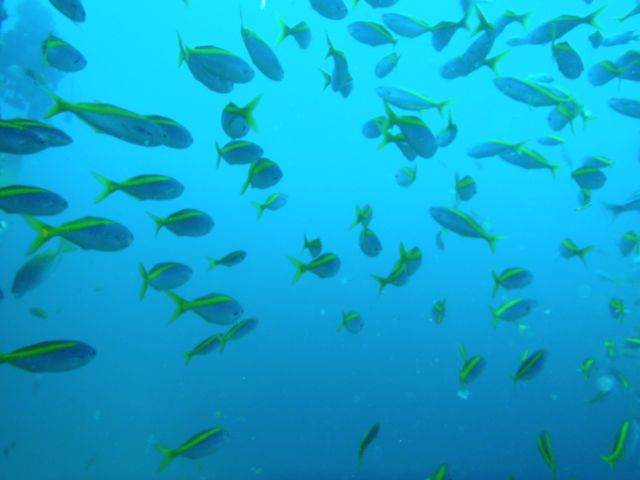 http://www.aquamarine-dive.net/blog/index.html/2013/09/01/P8233298_1.jpg