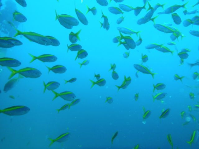 http://www.aquamarine-dive.net/blog/index.html/2013/09/01/P8233298_1.jpg