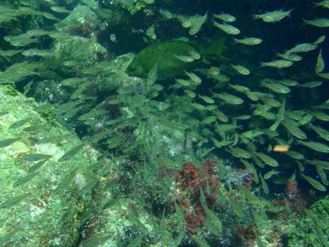 http://www.aquamarine-dive.net/blog/index.html/2013/09/29/P9293223.jpg