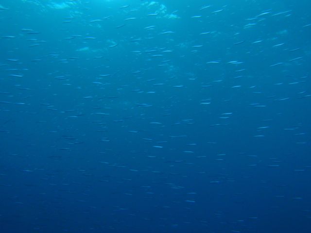 http://www.aquamarine-dive.net/blog/index.html/2013/11/11/PB093253.jpg
