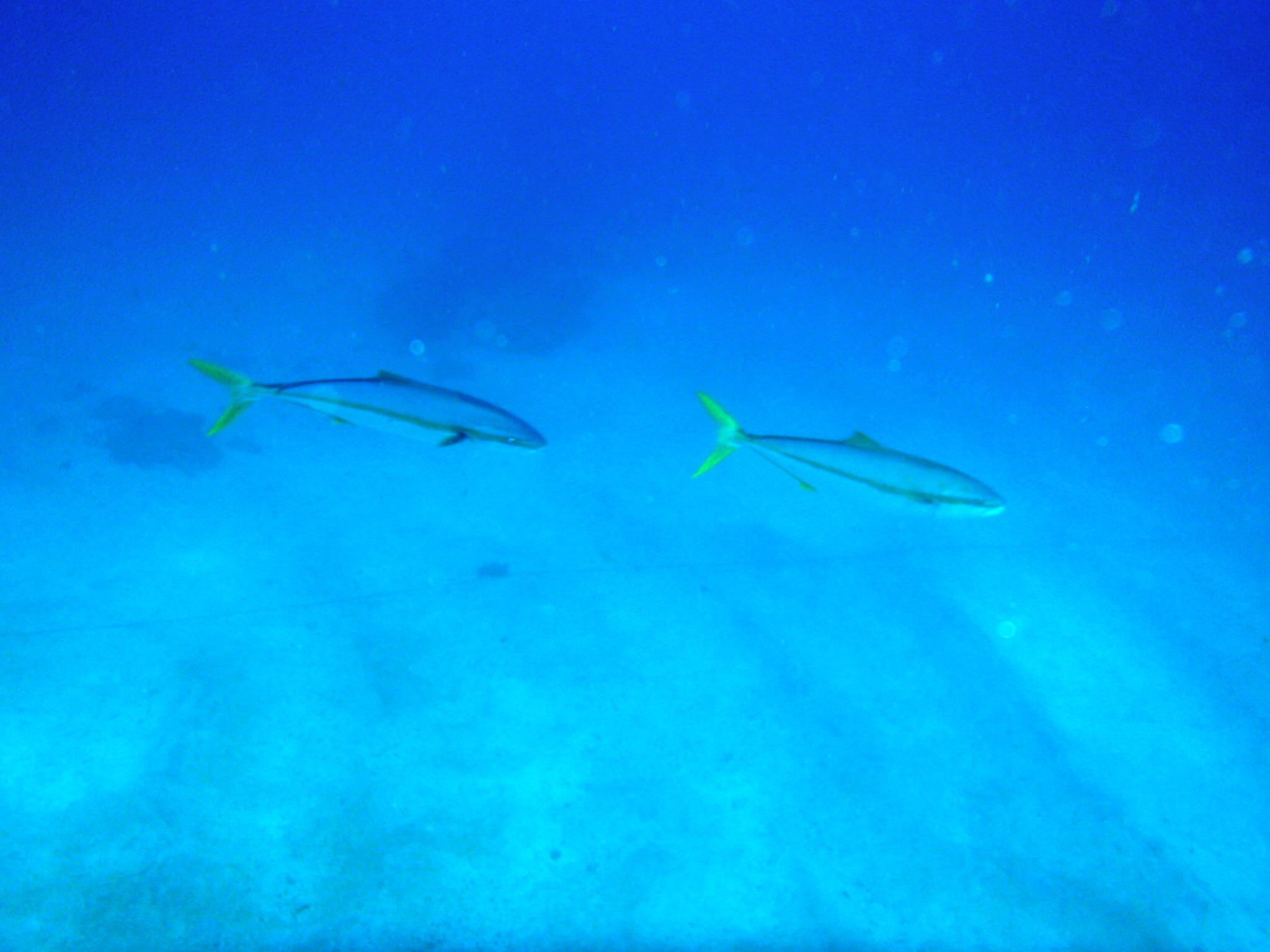 http://www.aquamarine-dive.net/blog/index.html/2014/08/06/PB163230_1.JPG