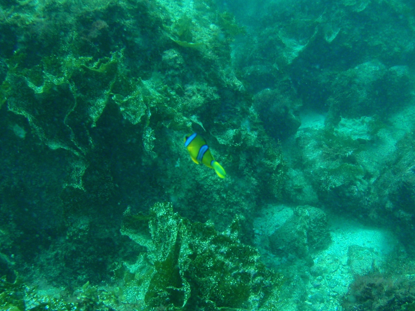 http://www.aquamarine-dive.net/blog/index.html/2014/08/15/P8113223_1.JPG