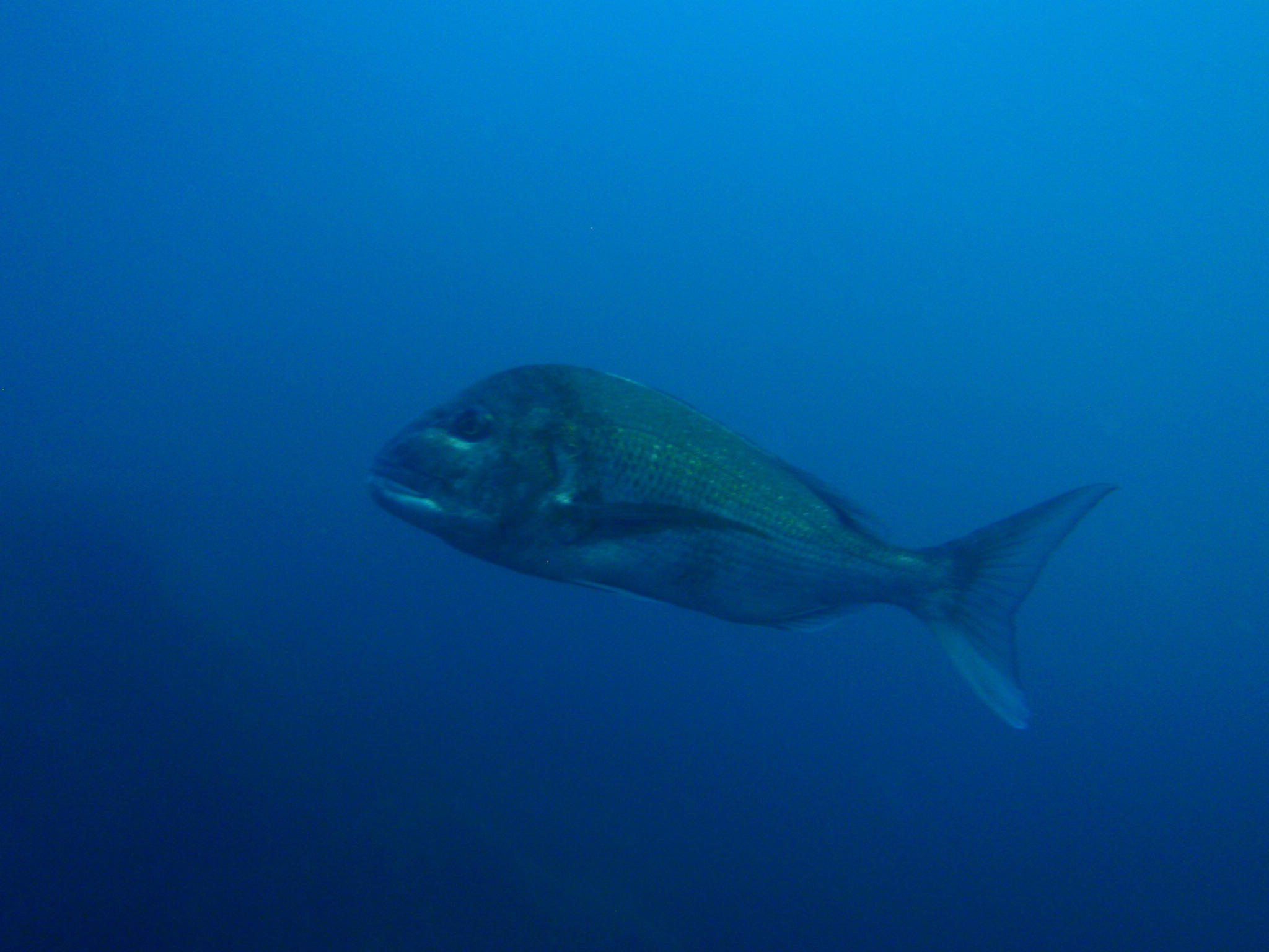 http://www.aquamarine-dive.net/blog/index.html/2014/08/18/P8163255_1.JPG