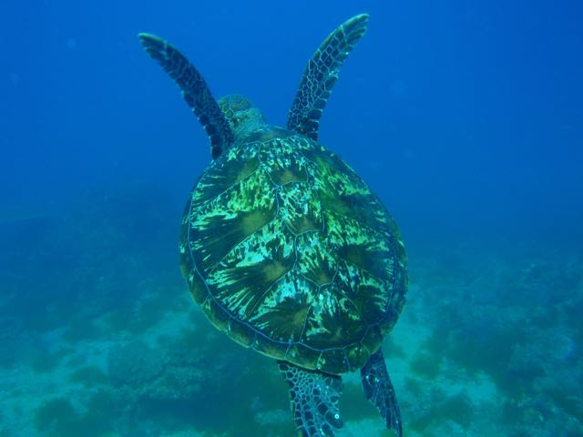 http://www.aquamarine-dive.net/blog/index.html/2015/01/26/P5182514.jpg