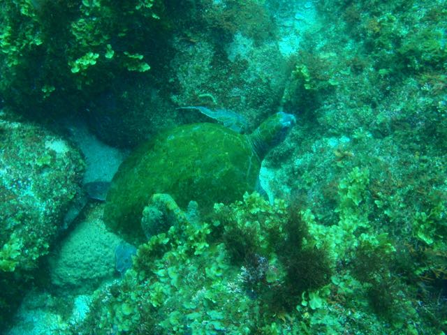 http://www.aquamarine-dive.net/blog/index.html/2015/03/31/P3313222.jpg