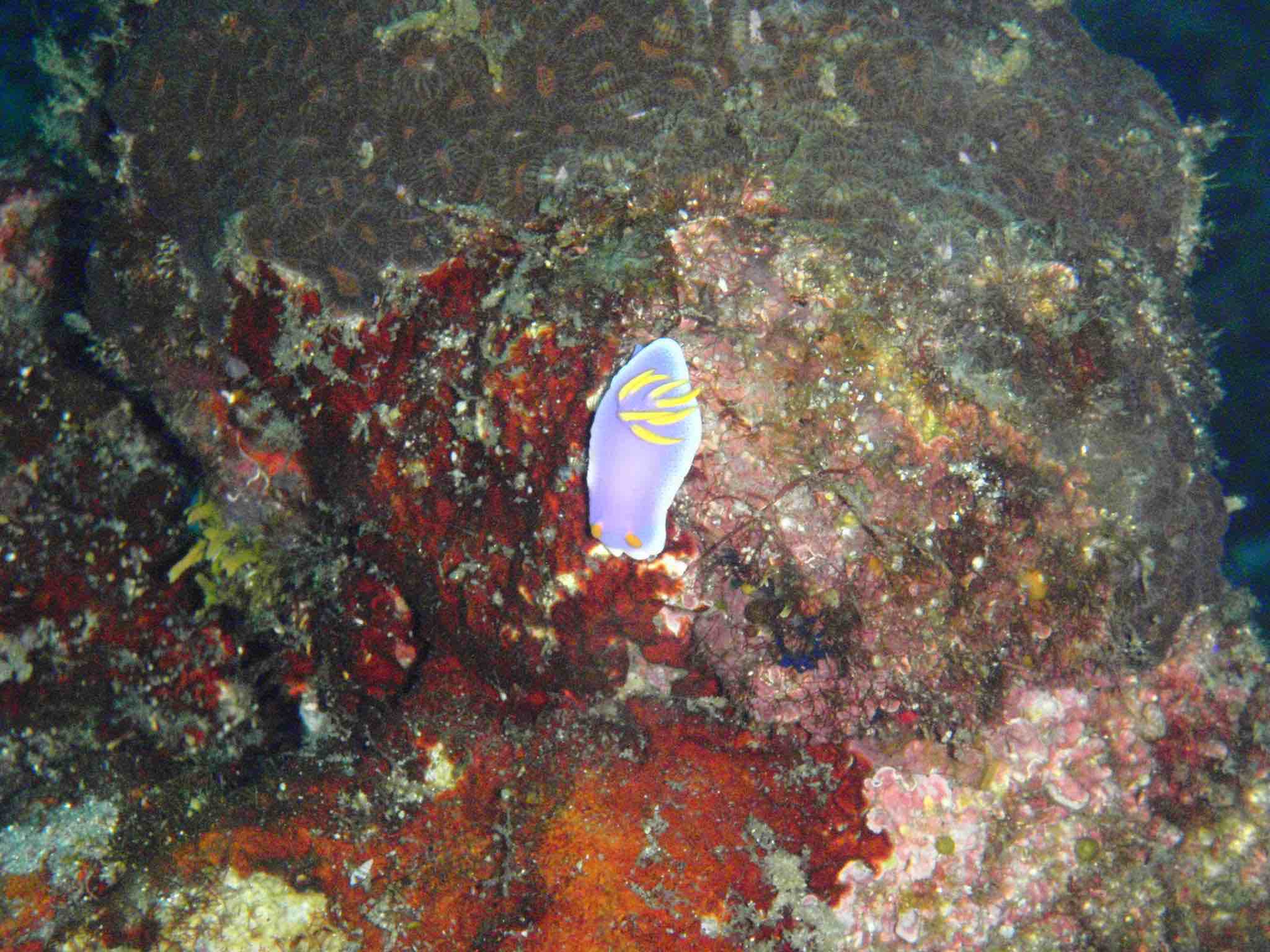 http://www.aquamarine-dive.net/blog/index.html/2015/05/05/P4283247.jpg