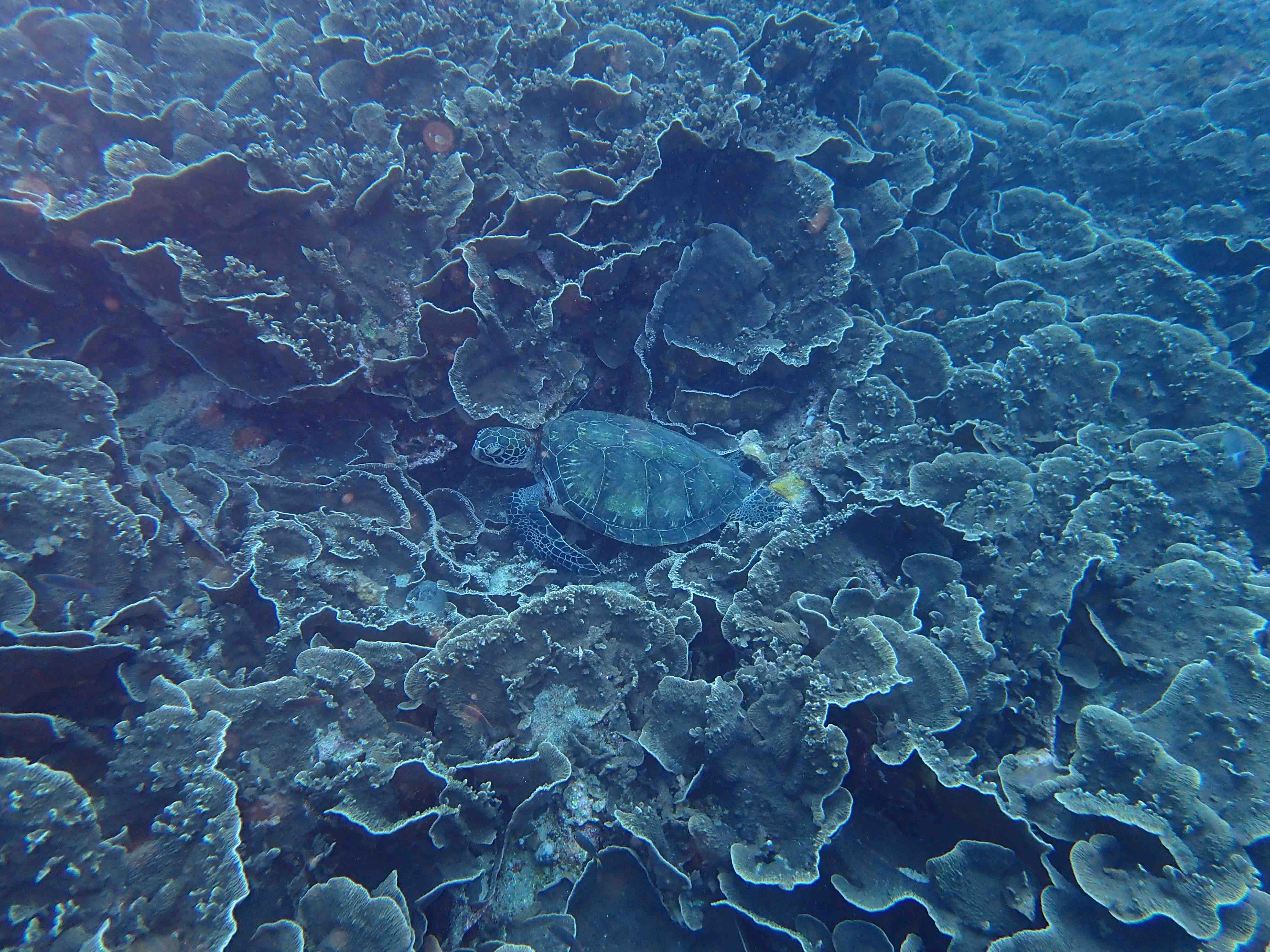 http://www.aquamarine-dive.net/blog/index.html/2015/05/22/P5060010.jpg