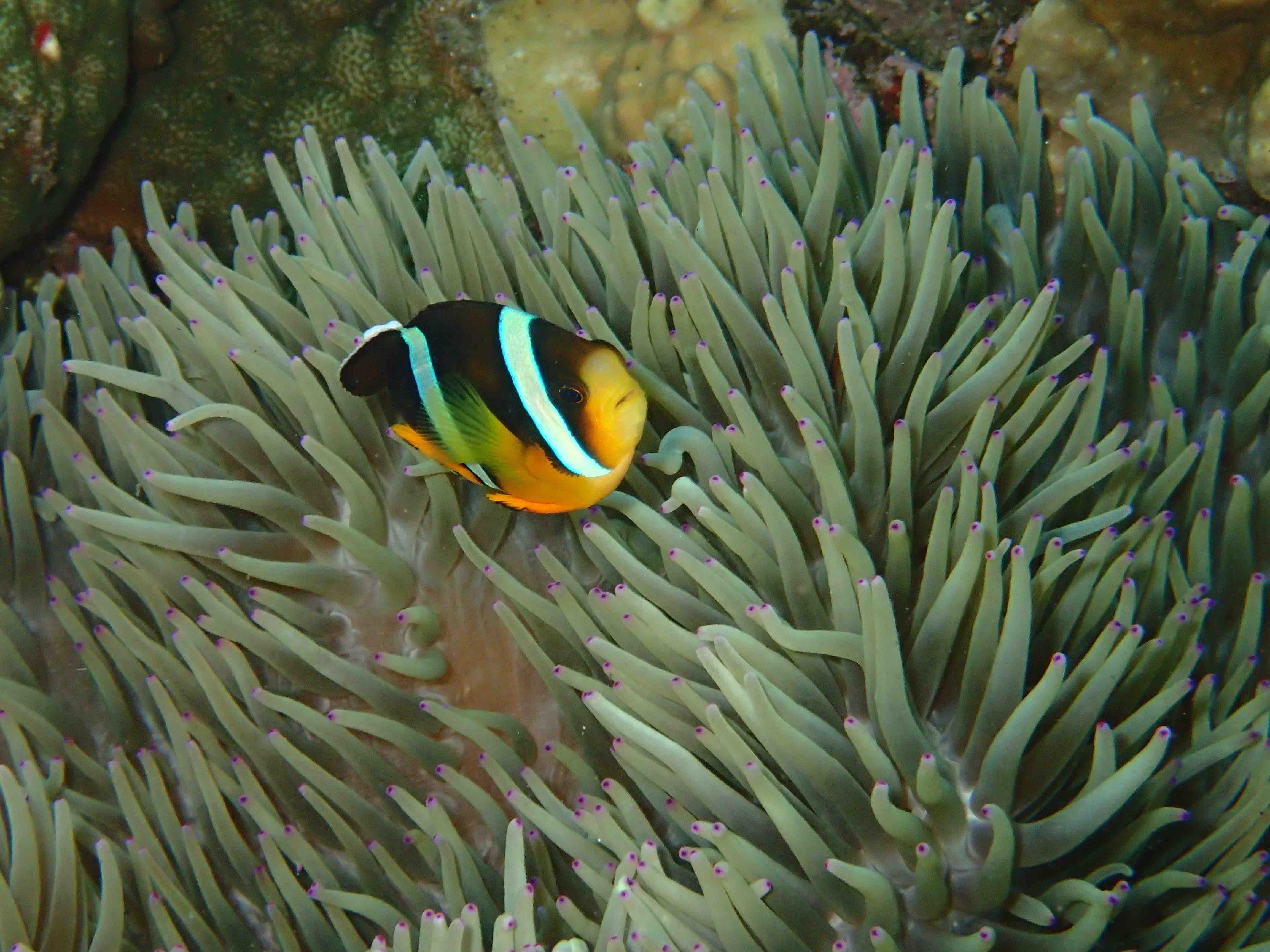 http://www.aquamarine-dive.net/blog/index.html/2016/05/15/P5240174.jpg