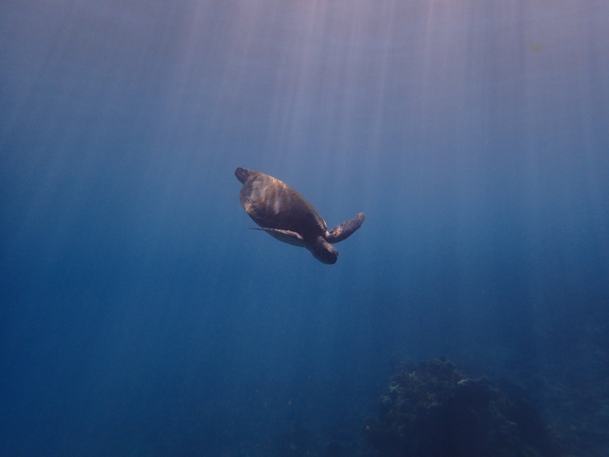 http://www.aquamarine-dive.net/blog/index.html/2017/01/05/P5170680.jpg