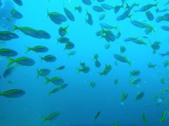 P8233298_1.jpg
